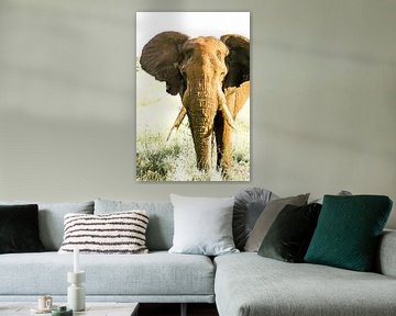 Porträt eines afrikanischen Elefanten im Gras vor gebleichtem Hintergrund von The Book of Wandering