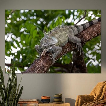 Leguane auf einem Baum in Curaçao.