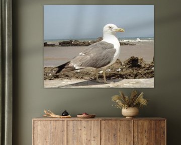 strandmeeuw Essaouira Marokko von Margot van Dijk