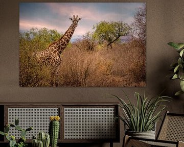 Giraffe in Tsavo West Kenya NP by Marjolein van Middelkoop