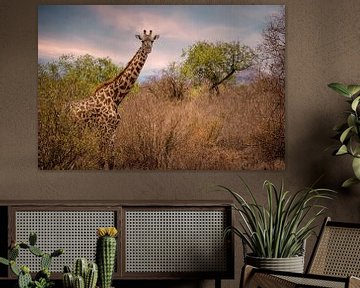 Girafe dans le parc national de Tsavo, à l'ouest du Kenya sur Marjolein van Middelkoop