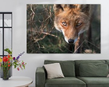 A curious fox looks towards the photographer by Jolanda Aalbers