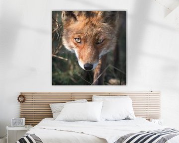 A curious fox by Jolanda Aalbers