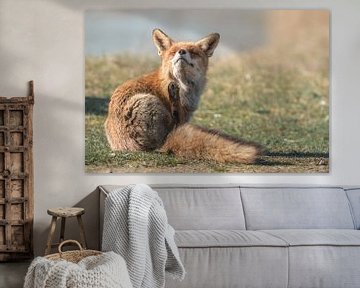 Fuchs in seinem natürlichen Lebensraum von Jolanda Aalbers