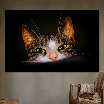 Peekaboo! Beautiful cat