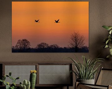 Kraanvogels bij zonsopkomst van Neil Kampherbeek