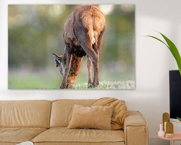 Red deer grazing on a nice bokeh background by Gianni Argese