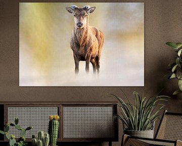 Red deer on a beautiful background. by Gianni Argese