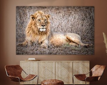 Reclining lion Taita Hills Kenya by Marjolein van Middelkoop