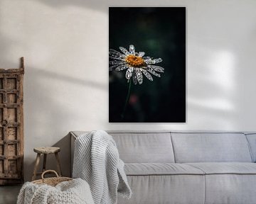 Droplet flower by Fotopipps