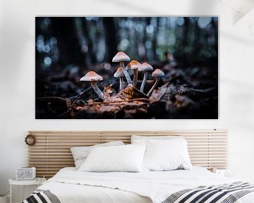 Mushrooms by Davadero Foto