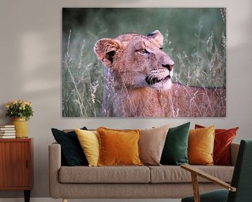 Jonge leeuw in het hoge gras, Nationaal Park Kruger, Zuid-Afrika van The Book of Wandering