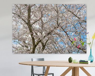 Cherry blossom in April by Don Fonzarelli