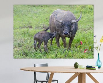 Buffalo mom with calf in Vietnam by WeltReisender Magazin