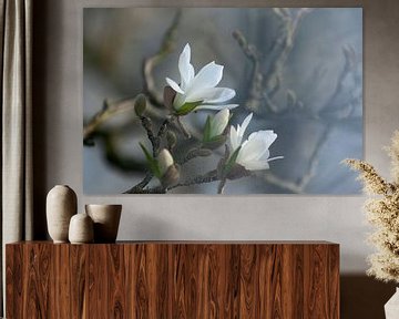 White magnolia by PHOTOGENIQUE