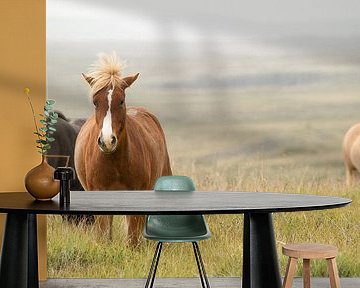 Isländische Ponys von Paul Barendregt