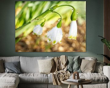 Schneeglöckchen Blumen mit Tau von Iris Holzer Richardson