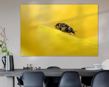 Le scarabée tapissier en voyage sur Manon Moller Fotografie