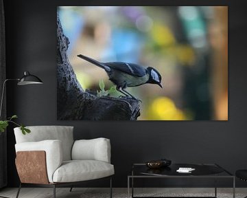 Great tit on tree in backyard