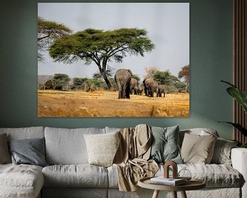 Elephants in Africa by Omega Fotografie