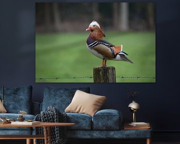 Mandarin duck on pole Landgoed Groot Warnsborn Arnhem by My Footprints