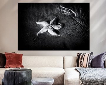 Starfish in black and white