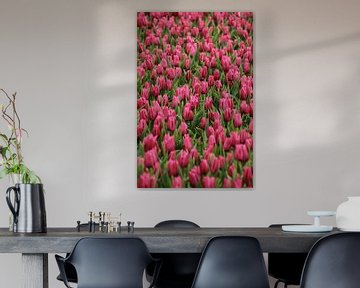 TULIPS IN PINK-RED