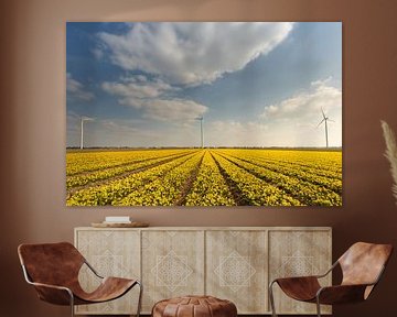 Daffodil field with blue sky by KB Design & Photography (Karen Brouwer)