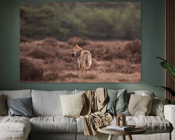Runaway wolf on the Veluwe among the moors by Sem Scheerder