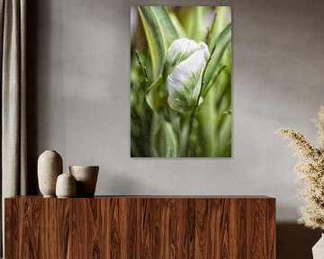 Weiße Tulpe von Petra Dreiling-Schewe
