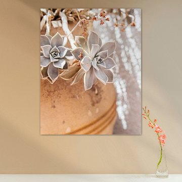 Sukkulente Pflanze im Sonnenlicht