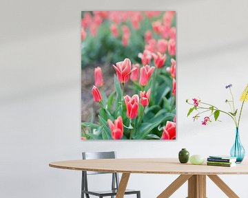 Analoge foto van rode tulpen in Nederland van Alexandra Vonk