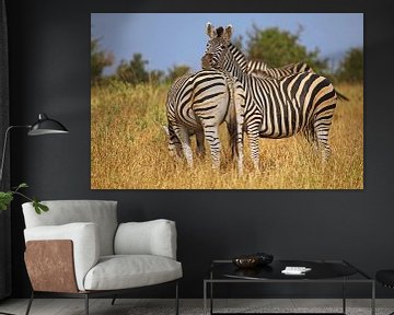 Zebras in Africa by W. Woyke