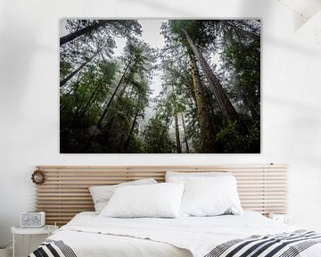 Muir Woods - Forêt brumeuse sur Bart van Vliet