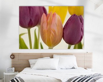 Tulipes en plusieurs couleurs sur Huub de Bresser