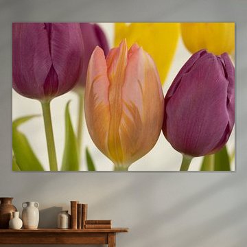 Tulips in multiple colours