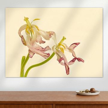 Tulipes sur Monique van Velzen