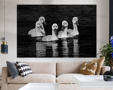 Little Swans Gang by Silvio Schoisswohl