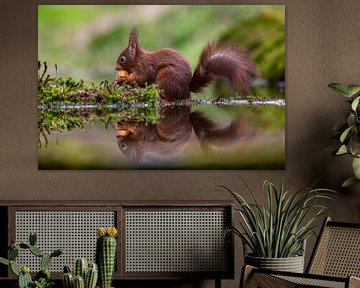 Squirrel by Bert Molenaar