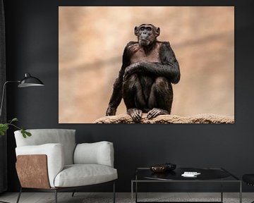Chimpansee zittend op een rots van Mario Plechaty Photography