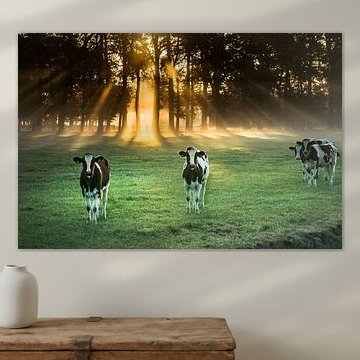 Cows near Albergen in morning mood