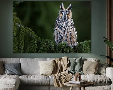 Long-eared owl by Daniela Beyer