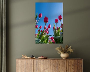 Hollandse tulpen van Tessa Denneman