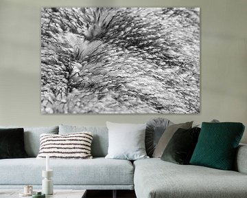 Sheepskin in black and white 02 by Cynthia Rijnsburger Fotografie