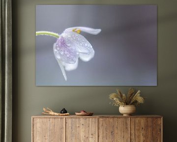 Wood anemone with droplets by Hillebrand Breuker