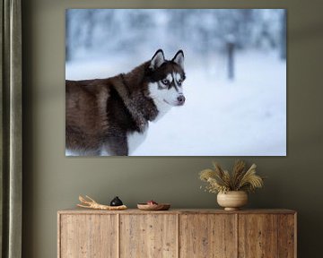 Husky sibérien dans la neige en Laponie finlandaise. sur Cynthia Rijnsburger Fotografie