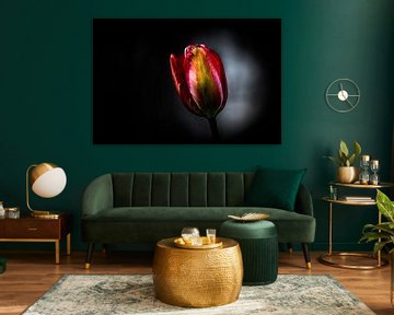 Tulp in bloei donkere achtergrond van Erwin Floor