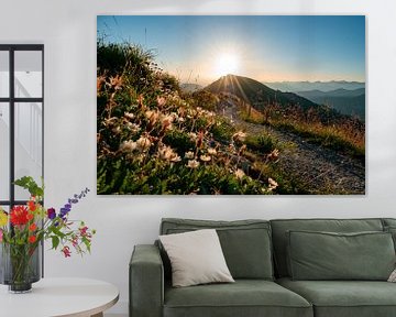 Sunrise on the Hochgrat with beautiful flowers and the hiking trail by Leo Schindzielorz