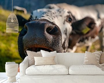 Schleck einer Kuh Zunge in den Bergen von Leo Schindzielorz