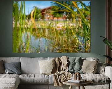 Libellen am Teich in Oberstaufen